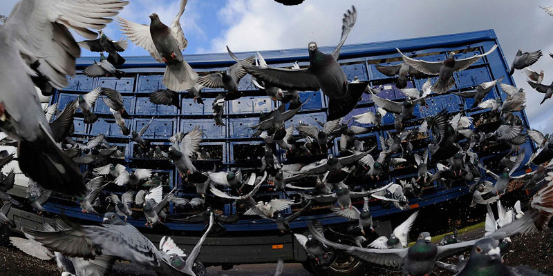 Отпугивание птичьих стай в Курске от ДЕЗ-Комфорт - фото