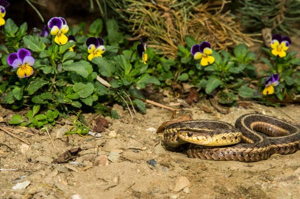 Выведение и отпугивание змей в Курске от ДЕЗ-Комфорт - фото